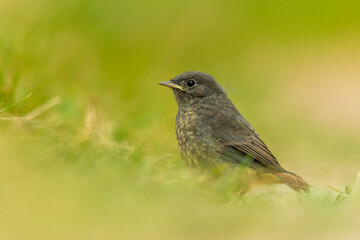 Black redstart (Phoenicurus ochruros) standing in the grass. Detailed portrait of a juvenile brown songbird with orange tail with soft yellow background. Wildlife scene from nature. Czech Republic
