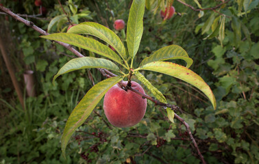 Peach tree with ripe peaches