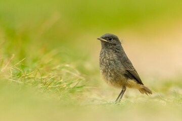 Black redstart (Phoenicurus ochruros) standing in the grass. Detailed portrait of a juvenile brown songbird with orange tail with soft yellow background. Wildlife scene from nature. Czech Republic