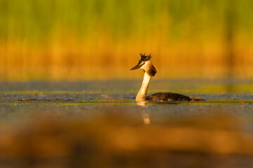Great Crested Grebe (Podiceps cristatus) swimming on a beautiful lake. Colorful waterbird at sunset in orange golden light with reeds in the background. Wildlife scene from nature. Czech Republic