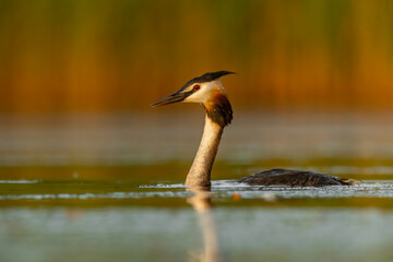 Great Crested Grebe (Podiceps cristatus) swimming on a beautiful lake. Colorful waterbird at sunset in orange golden light with reeds in the background. Wildlife scene from nature. Czech Republic