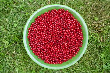 a bowl of red currants on the grass