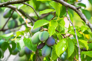 A selective focus shot of ripe plums on a branch