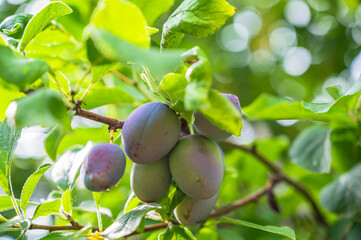 A selective focus shot of ripe plums on a branch