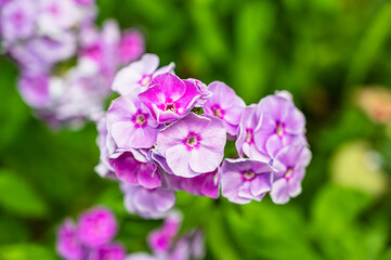 Fototapeta na wymiar A selective focus shot of purple Phlox paniculata flowers