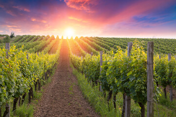 Fototapeta premium Scenery vineyard along the south Styrian vine route named Suedsteirische Weinstrasse in Austria at sunset, Europe.