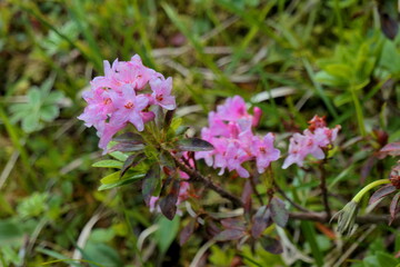alpine rose in bloom