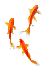 koi fish isolated on white background 