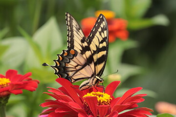 Female eastern tiger swallowtail butterfly (Papilio glaucus) nectaring on red flower (Zinnia elegans).