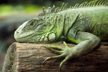 iguana on a branch