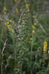 Common agrimony (Agrimonia eupatoria).Medicinal plant:Agrimonia eupatoria. Common agrimony