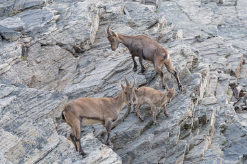Alpine ibex females with the last born (Capra ibex)