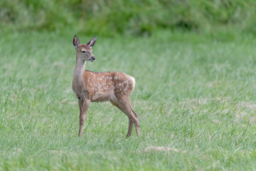 All the beauty of young deer (Cervus elaphus)