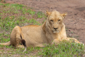 Naklejka na ściany i meble Female Lion in Hlane National Park, Lubombo Province, Eswatini, southern africa