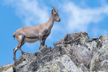 All the elegance of Alpine ibex female with sky on background (Capra ibex)