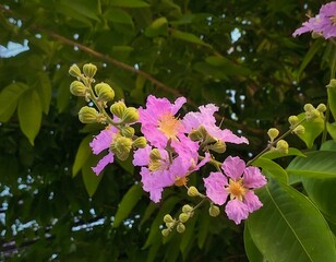 Purple tropical flowers of Bungor.
