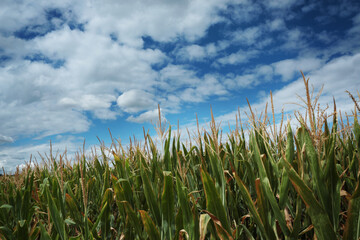 Campo di mais, piante fiorite sotto un cielo azzurro con nuvole