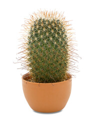 Cactus in pot isolated on white. Thumb or Mammillaria matudae cactus in pot.