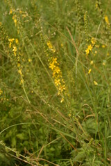 Common agrimony (Agrimonia eupatoria).Medicinal plant:Agrimonia eupatoria. Common agrimony