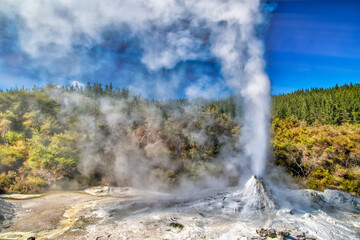 Lady Knox Geyser, Waiotapu Geothermal Valley, Rotorua, NZ