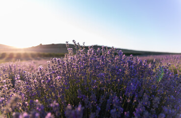 lavender in the field close-up
