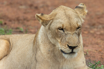 Female Lion in Hlane National Park, Lubombo Province, Eswatini, southern africa