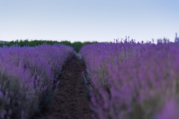 path in the lavender field