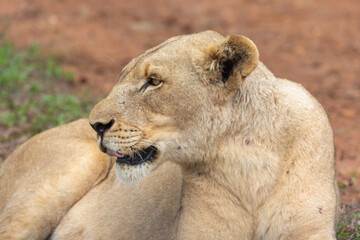 Female Lion in Hlane National Park, Lubombo Province, Eswatini, southern africa
