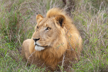 Male Lion in Hlane National Park, Lubombo Province, Eswatini, southern africa