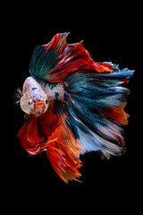 Betta Siamese fighting fish, Rhythmic of betta fish (Halfmoon colorful) isolated on black background. Swimming and show an attractive body. Moving and dancing concept.