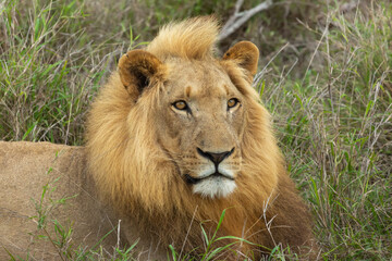 Male Lion in Hlane National Park, Lubombo Province, Eswatini, southern africa