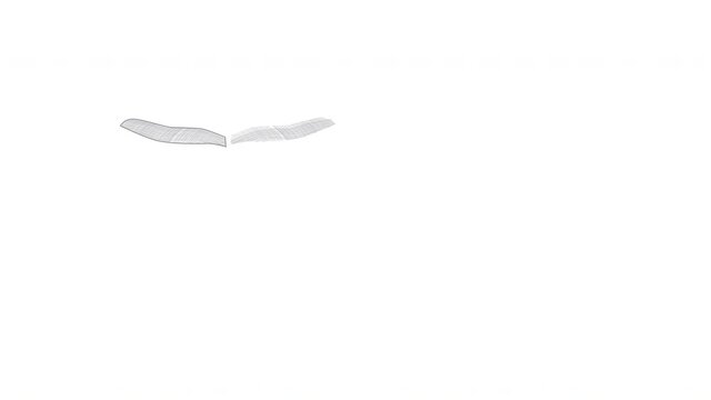 Self drawing animation of dragonfly. Copy space. White background.