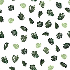 Seamless pattern of monstera. Tropical leaves of palm tree. White background.