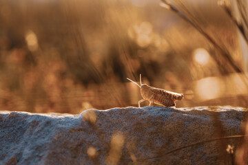 grasshopper on the rock