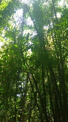 sun rays in the forest