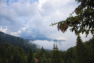 Beautiful landscape with pine forest in the mountains and clouds