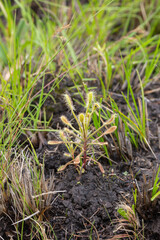 Drosera curvipes close to the the Mkhondvo River, Mahamba, Shiselweni, Eswatini, southern Africa