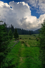 Beautiful landscape with pine forest in the mountains and clouds