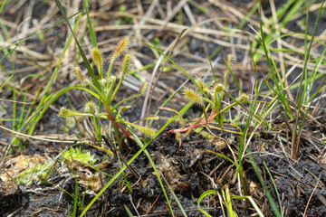 Drosera curvipes close to the the Mkhondvo River, Mahamba, Shiselweni, Eswatini, southern Africa