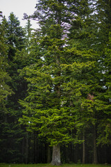 Fototapeta premium Beautiful landscape with pine forest in the mountains and clouds