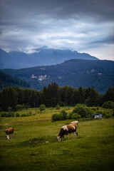 Fototapeta na wymiar cows grazing on a meadow in the mountains.