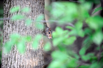 Un écureuil sur le tronc d'un arbre
