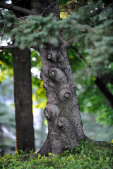 des broussins sur le tronc d'un arbre