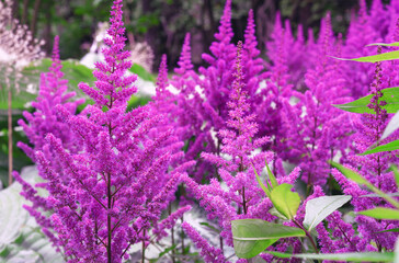 Obraz premium Purple astilbe in the summer garden.