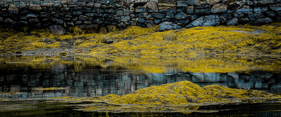 Yellow sea of dead kelp at low tide in Maine