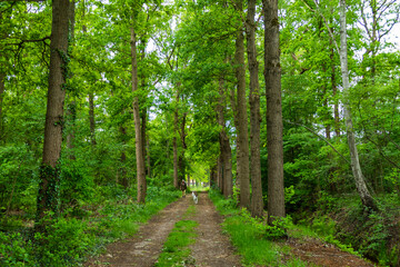 Forest landscape with woman and dog
