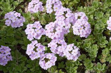 Closeup Androsace primuloides known as rock jasmine with blurred background in spring garden