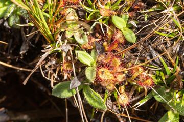 Drosera collinsiae close to Harrismith, Freestate, South Africa