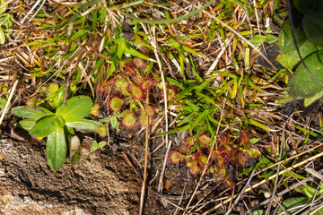 Drosera collinsiae close to Harrismith, Freestate, South Africa