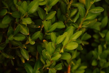 green leaves background